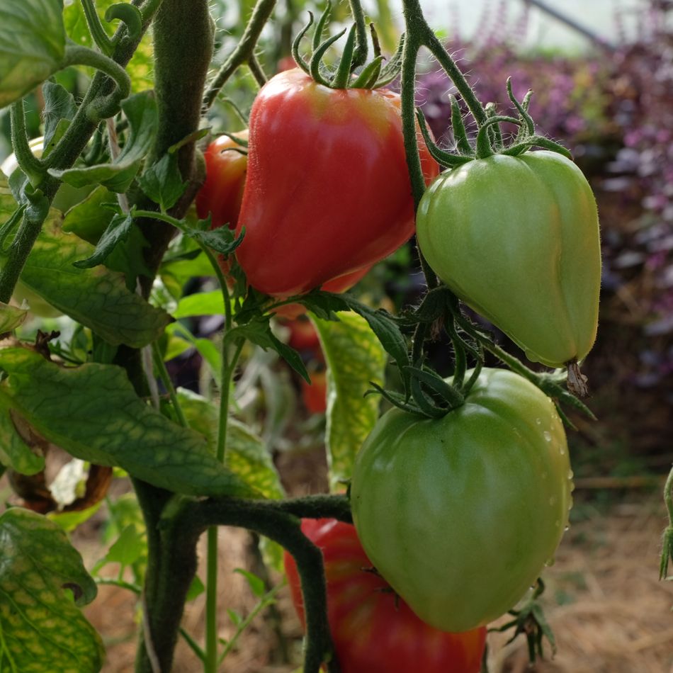 la-bo-te-graines-tomate-petite-coeur-de-boeuf-graines-bio-salade image 2