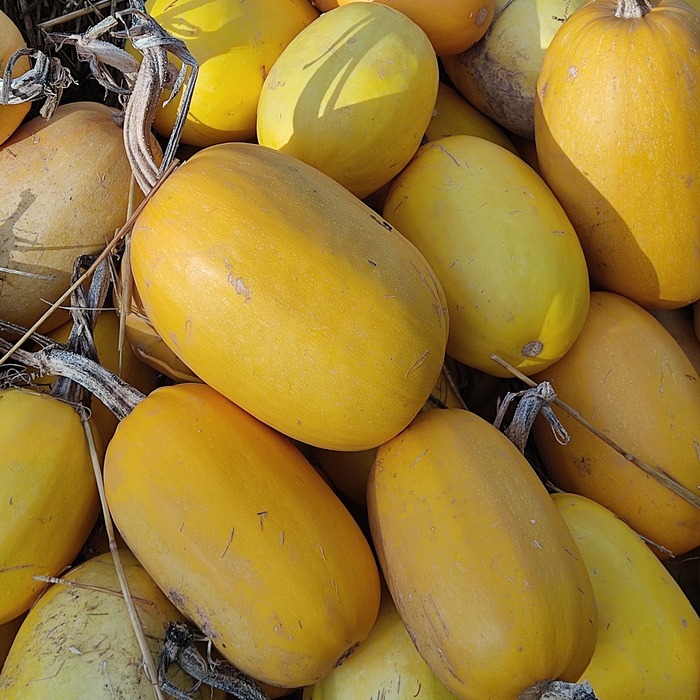 les-semences-de-l-ombelle-courge-spaghetti-bio-graines-potag-res image 1