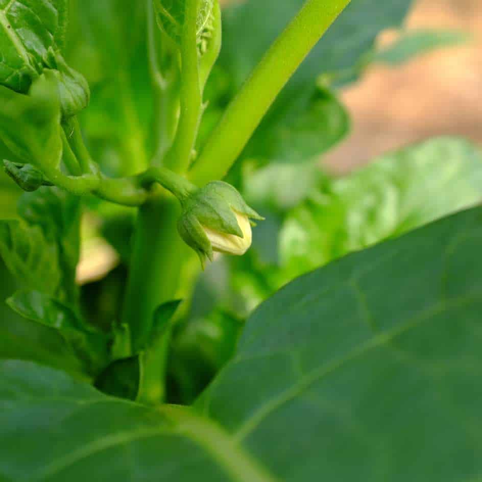 la-bo-te-graines-aubergine-africaine-meketan-bio-graines-potager image 4