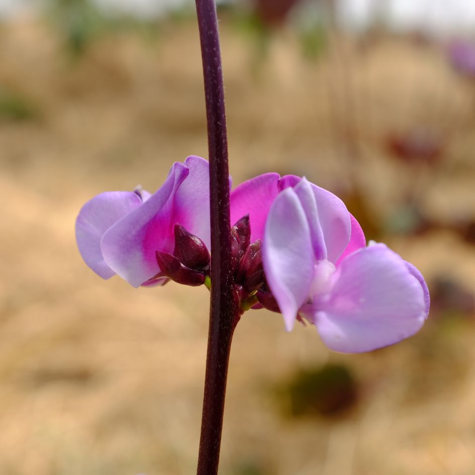 la-bo-te-graines-dolique-gypte-ruby-moon-graines-fleurs-bio image 4