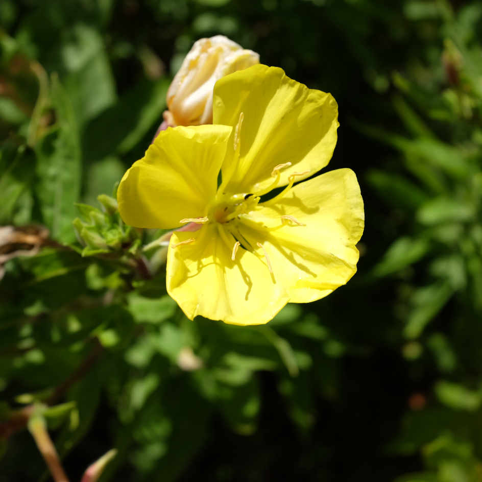 la-bo-te-graines-onagre-bisannuelle-bio-graines-fleurs image 1