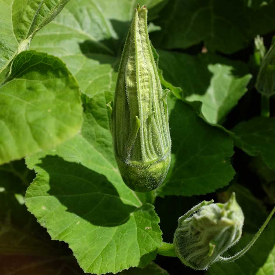 la-bo-te-graines-shishigatani-graines-courge-bio-sucr-e image 5