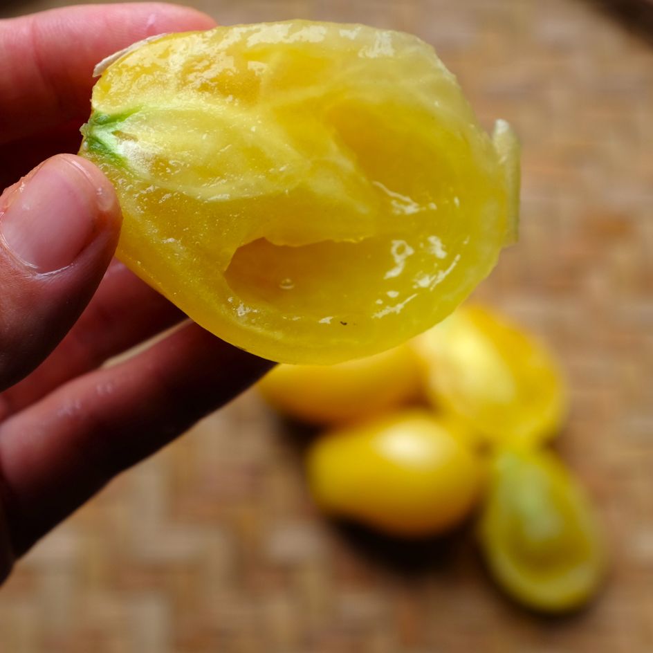 la-bo-te-graines-tomate-t-ton-de-v-nus-jaune-graines-bio image 3