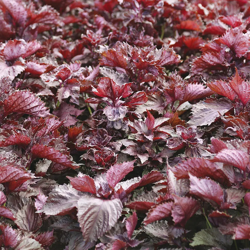 ferme-de-sainte-marthe-plants-bio-perilla-rouge-shiso-pourpre-ab-plant image 2