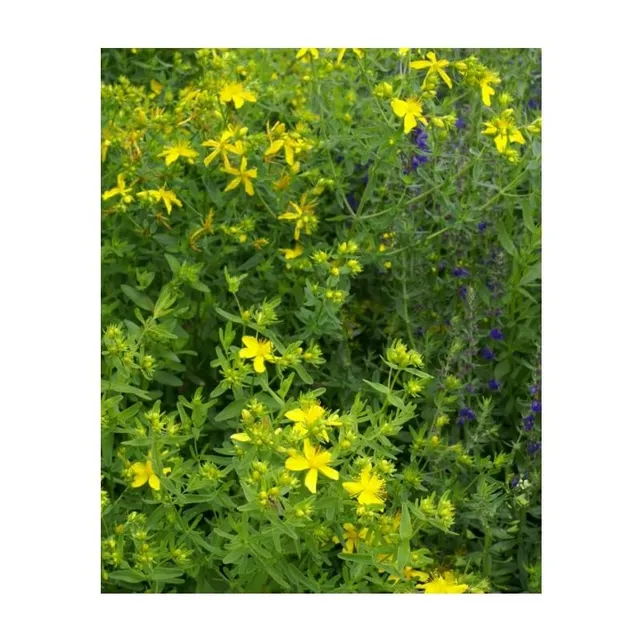 graines-bocquet-millepertuis-hypericum-graines-aromatiques-0-1-g image 1