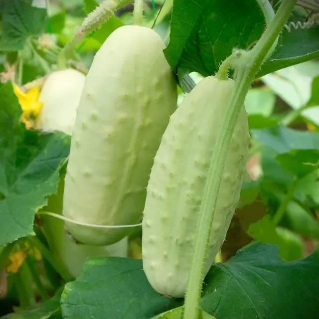 les-semences-de-l-ombelle-parisien-blanc-graines-concombre-bio image 1