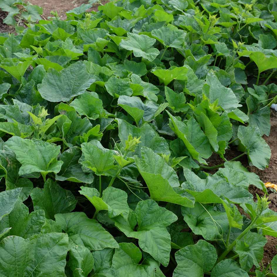 la-bo-te-graines-courge-baby-boo-graines-l-gumes-bio-blanche image 2