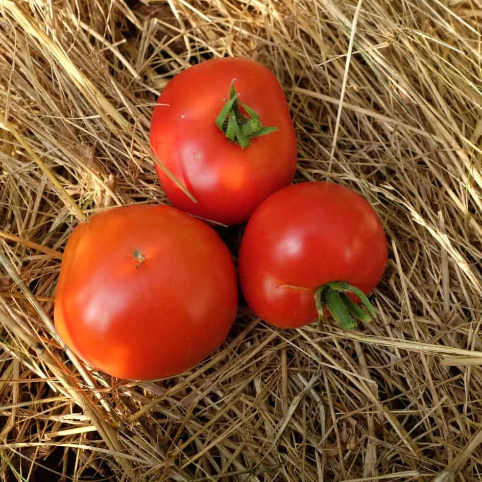 la-bo-te-graines-tomate-silvery-fir-tree-bio-graines-pr-coce image 1