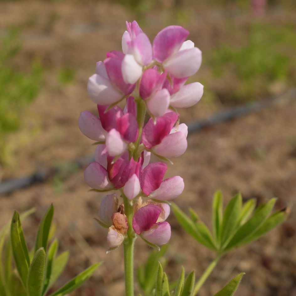la-bo-te-graines-lupin-avalune-white-pink-graines-bio image 1
