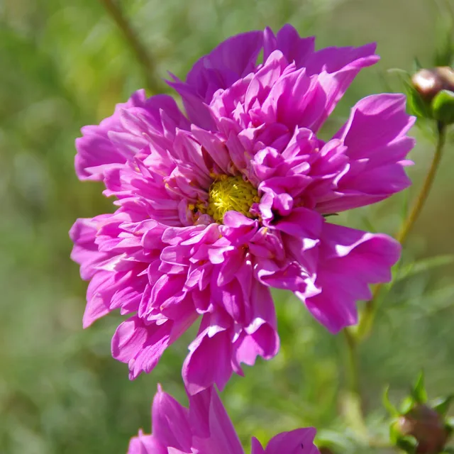 les-semences-de-l-ombelle-cosmos-double-click-rose-graines-fleurs image 1