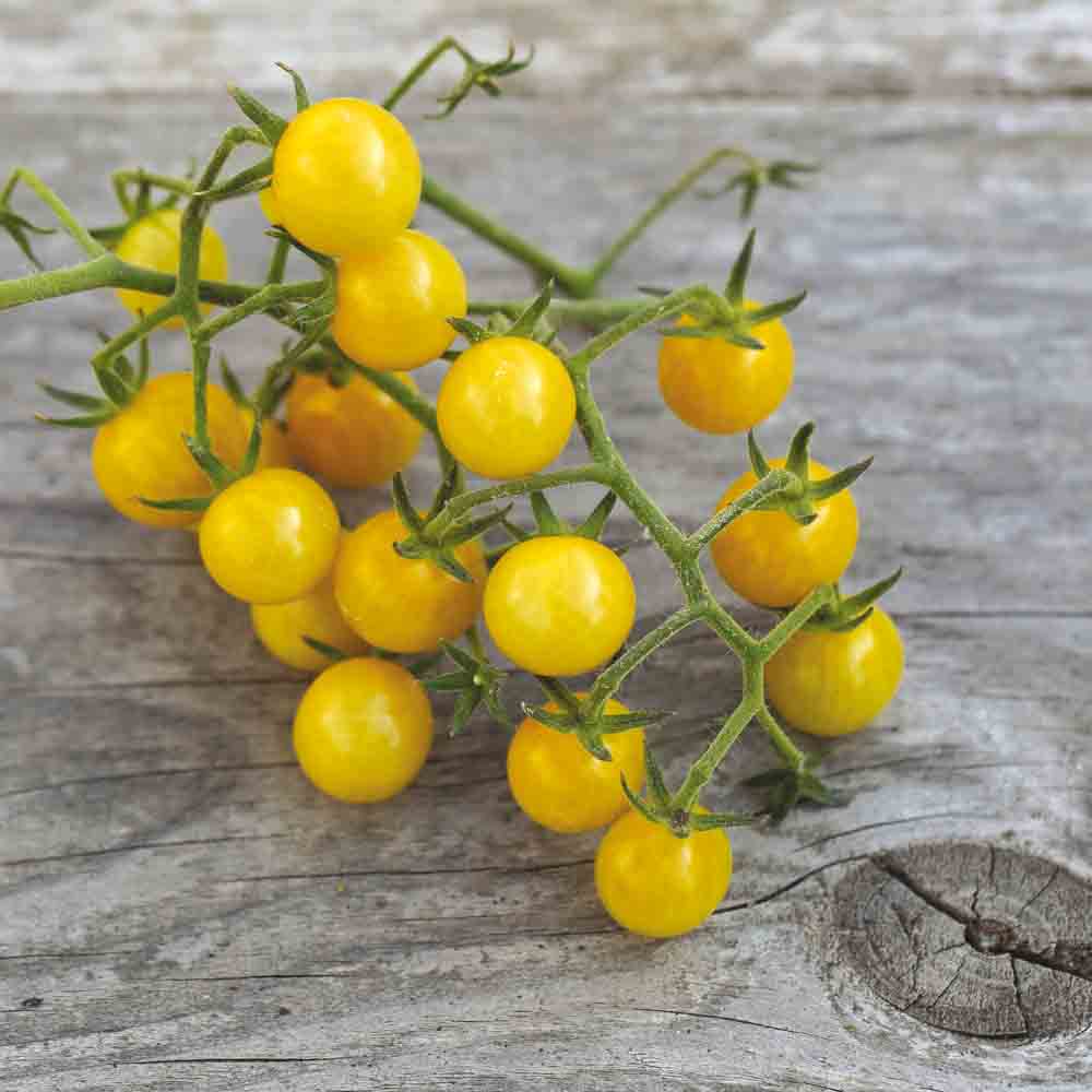 ferme-de-sainte-marthe-tomate-bulle-graines-non-trait-es-sachet image 1
