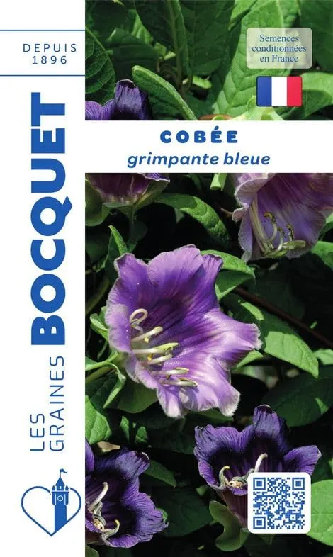 graines-bocquet-cob-e-grimpante-bleue-annuelle-1-5-g image 1