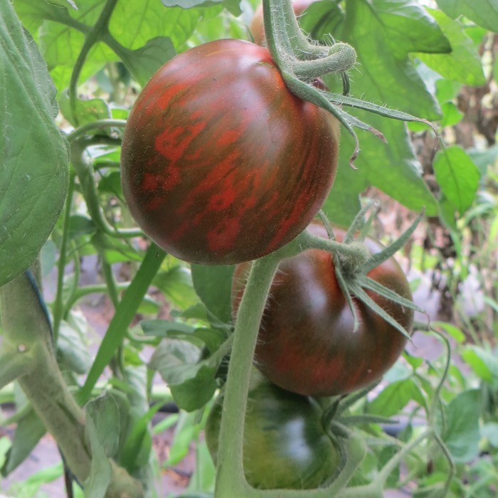 les-semences-de-l-ombelle-tomate-black-and-brown-boar-graines-bio image 1