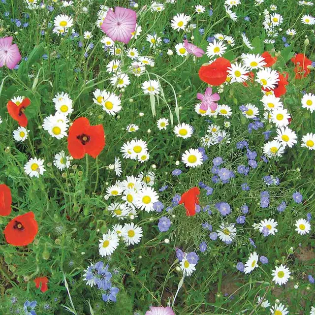 ferme-de-sainte-marthe-flore-fran-aise-m-lange-fleuri-graines-nt image 1