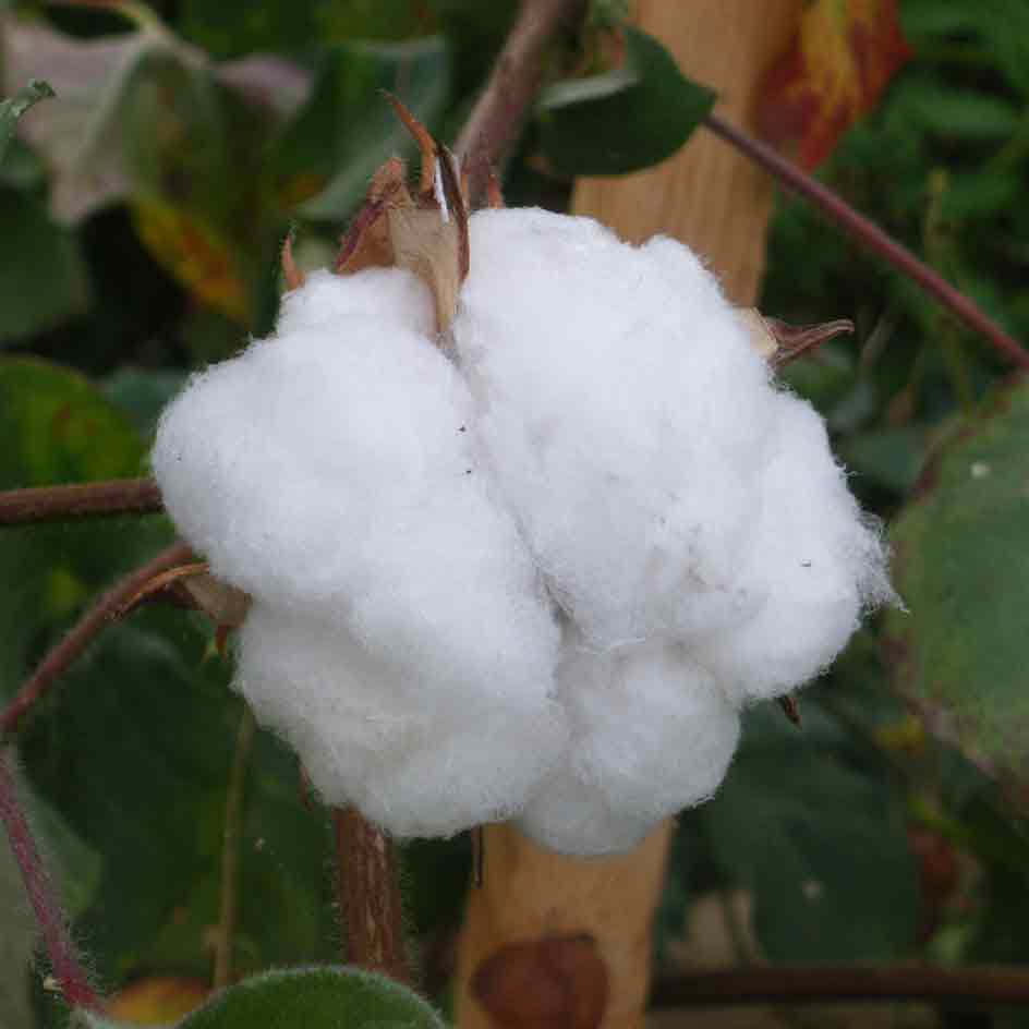 la-bo-te-graines-graines-fleurs-coton-blanc-bio-ornemental image 6