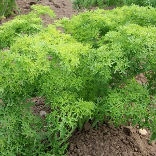 la-bo-te-graines-moutarde-golden-frills-graines-l-gumes-bio image 1