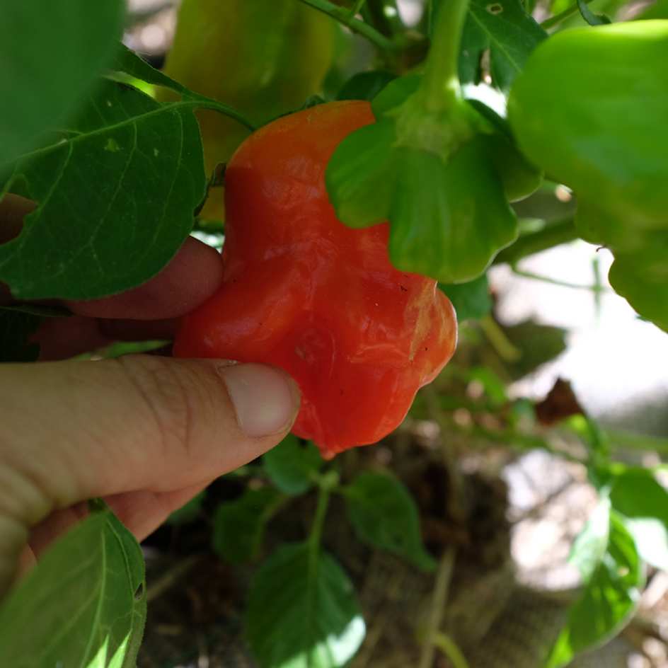 la-bo-te-graines-graines-l-gumes-piment-bonnet-d-v-que-bio-doux image 2