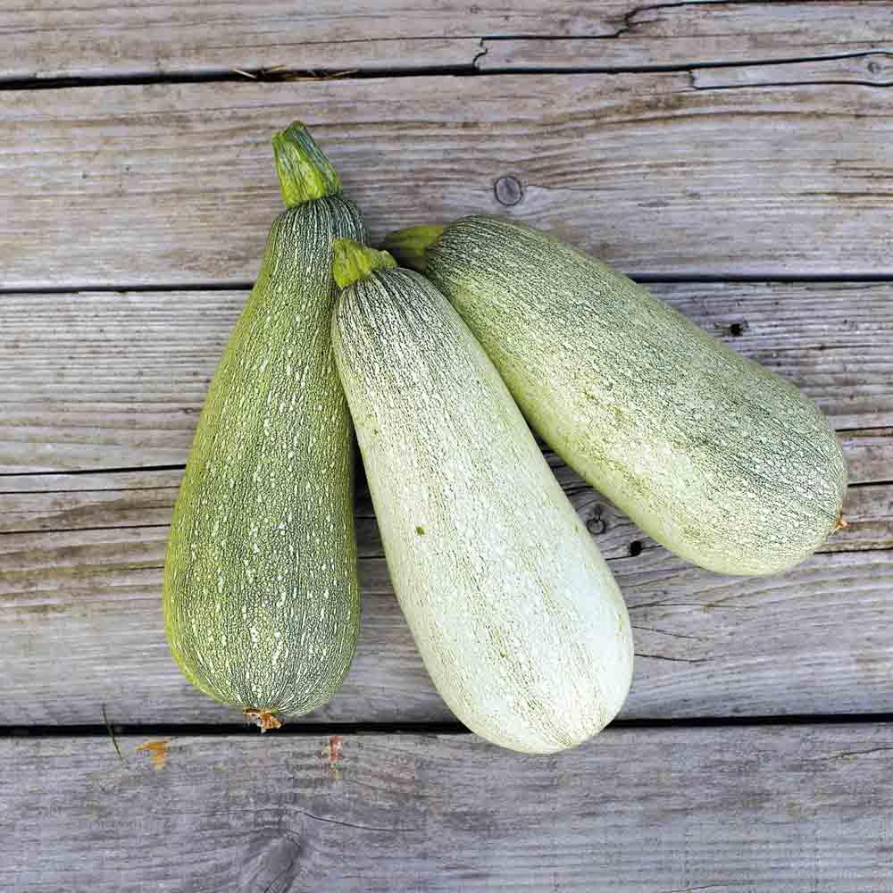 ferme-de-sainte-marthe-graines-courgette-ortolana-de-faenza-ab-pr-coce-verte image 1