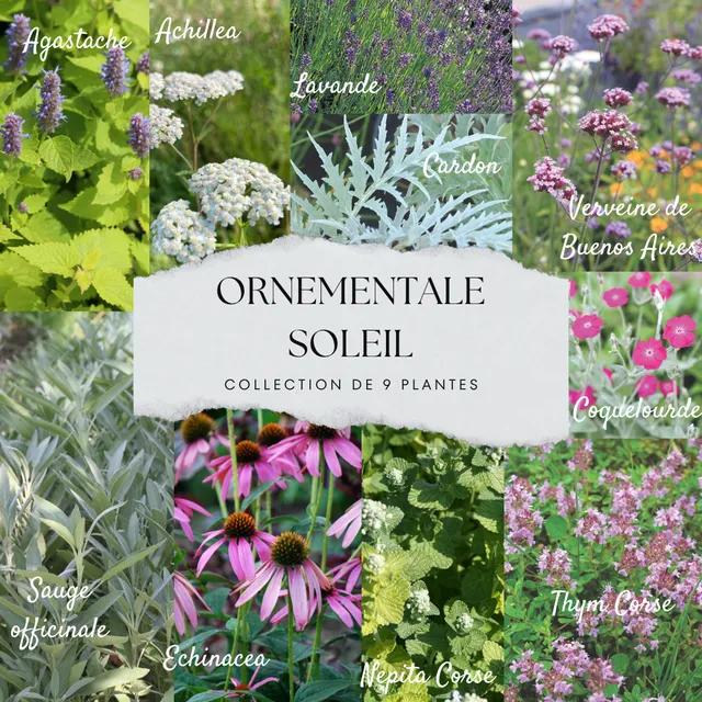 ferme-de-sainte-marthe-collection-9-plants-ornementales-soleil-vivaces image 1
