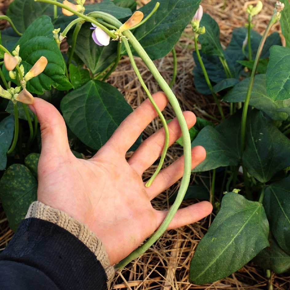 la-bo-te-graines-haricot-kilom-tre-nain-bio-graines-potager-60-cm image 4