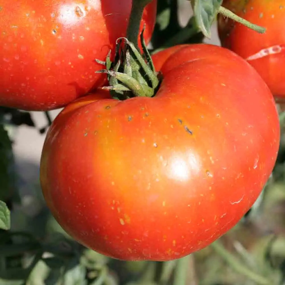 ferme-de-sainte-marthe-tomate-joie-de-la-table-graines-bio-salade image 1