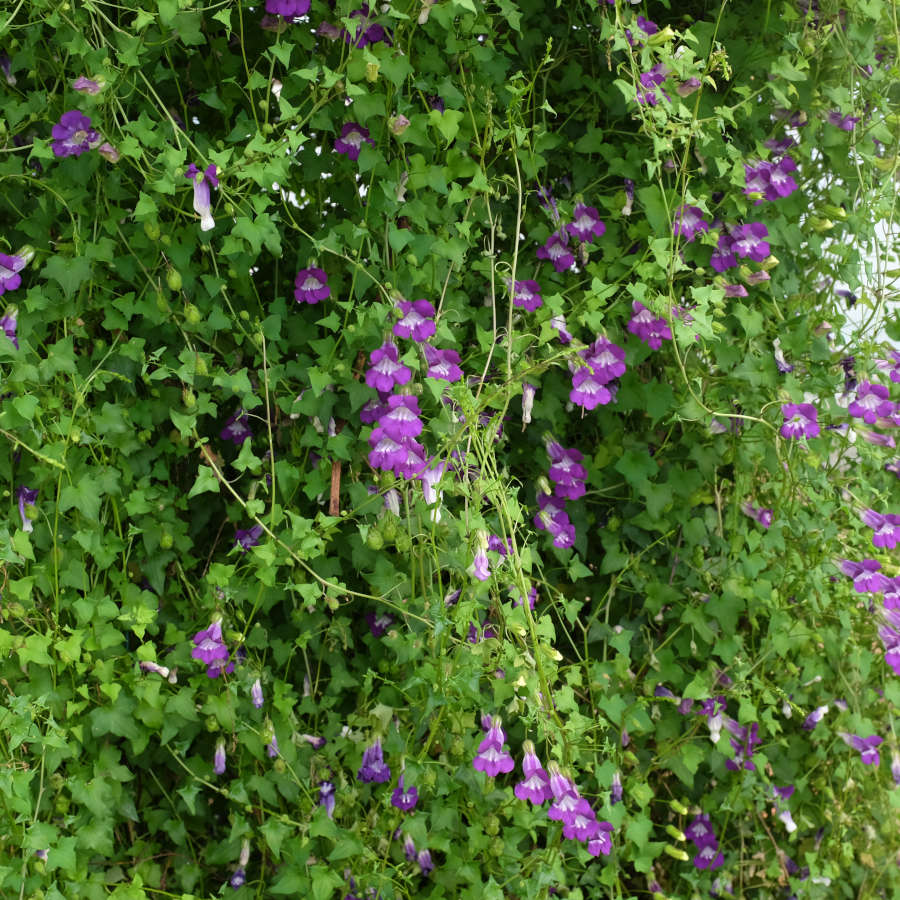 la-bo-te-graines-asarine-violette-graines-fleurs-bio-grimpante image 2