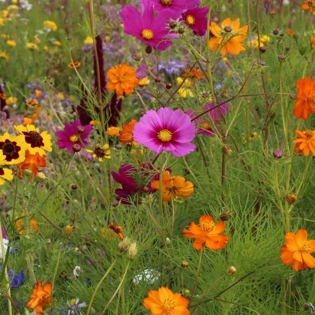 ferme-de-sainte-marthe-m-lange-coccinelles-graines-de-fleurs-5g image 1