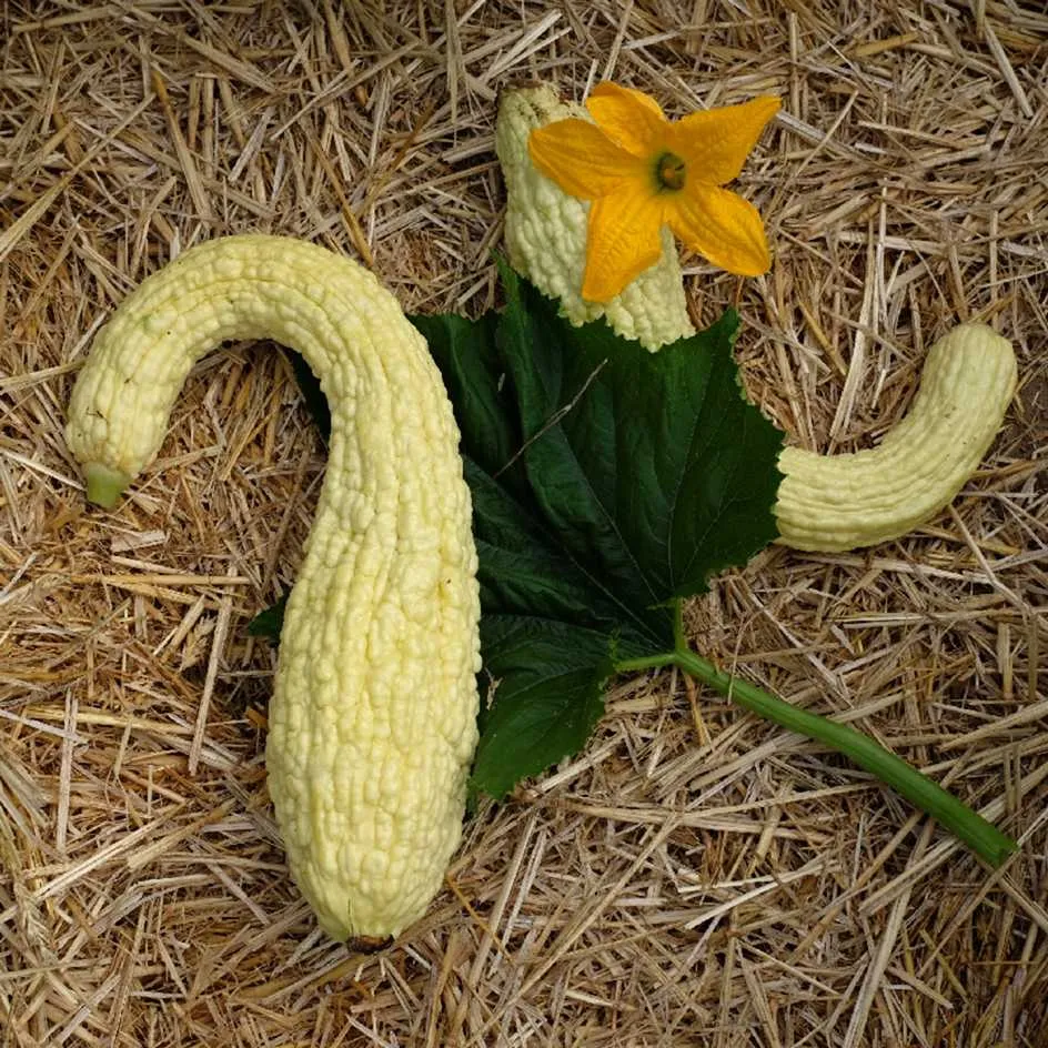 la-bo-te-graines-courgette-rugosa-friulana-graines-bio image 1