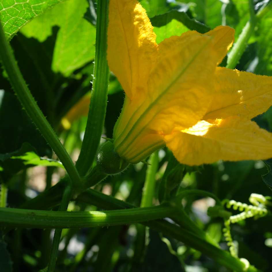 la-bo-te-graines-pomme-d-or-graines-courge-bio image 3