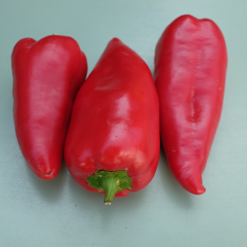 la-bo-te-graines-boyanska-kapiya-graines-poivron-bio-rouge image 2