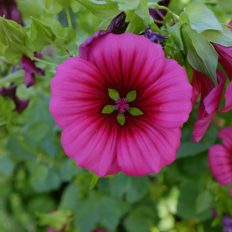 la-bo-te-graines-malope-trifida-vulcan-bio-graines-magenta image 1