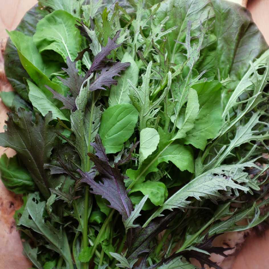 la-bo-te-graines-m-lange-mesclun-bio-graines-salade-poivr-e image 2