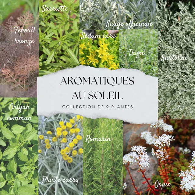 ferme-de-sainte-marthe-collection-9-plants-aromatiques-soleil-lot image 1