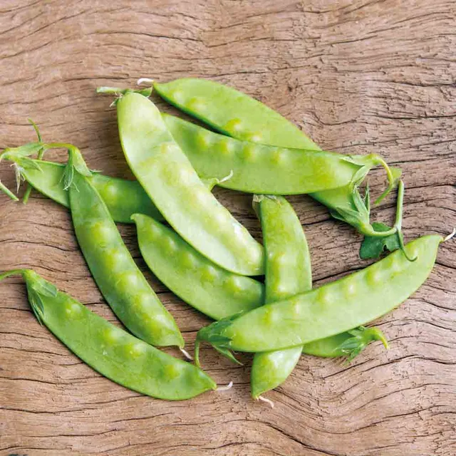 ferme-de-sainte-marthe-pois-norli-mangetout-graines-bio-nain image 1