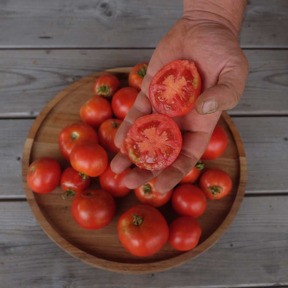 la-bo-te-graines-promyk-graines-tomate-naine-bio-pot image 1