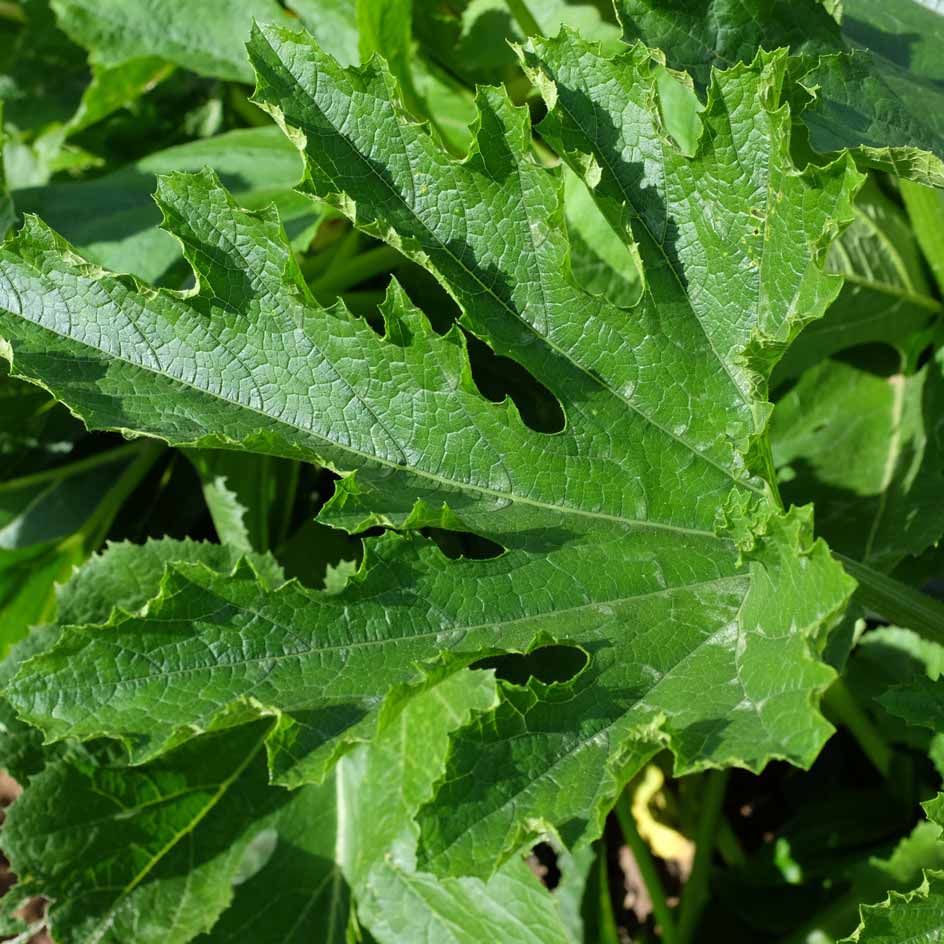 la-bo-te-graines-black-beauty-graines-de-courgette-bio-productive image 3