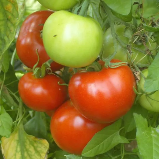 la-bo-te-graines-tomate-matina-bio-graines-potag-res-rouge-pr-coce image 1
