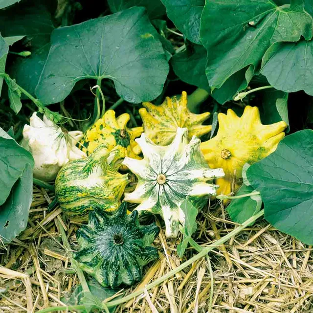 ferme-de-sainte-marthe-graines-potag-res-coloquintes-griffes-graines-bio-d-corat image 1