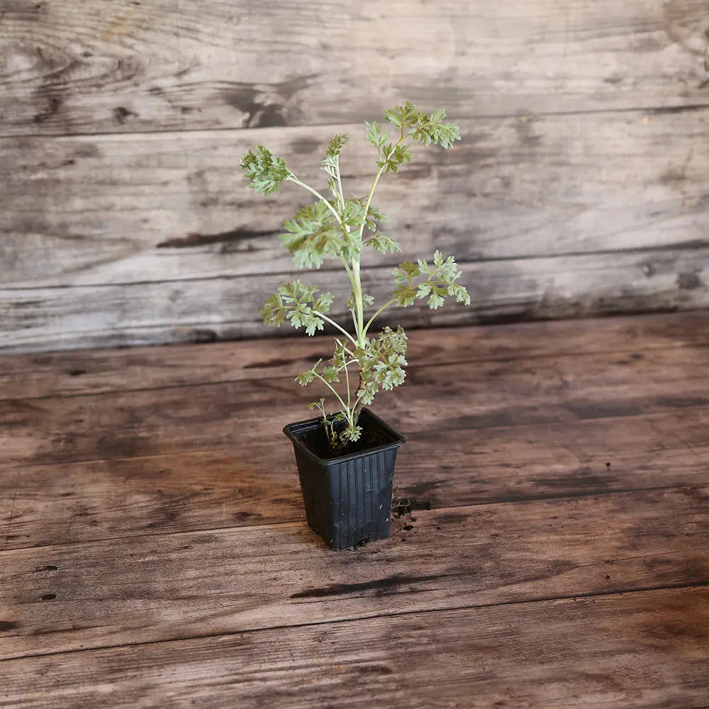 ferme-de-sainte-marthe-absinthe-plant-bio-vivace-argent image 1