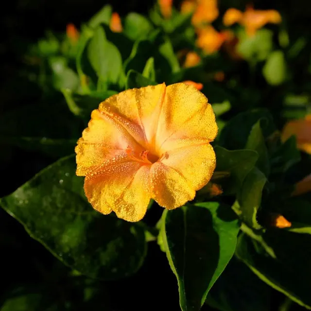 la-bo-te-graines-graines-fleurs-belle-de-nuit-orange-bio image 1