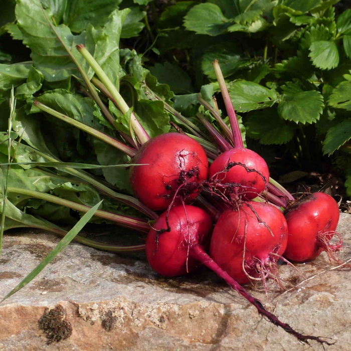 les-semences-de-l-ombelle-betterave-tonda-di-chioggia-graines-bio image 2