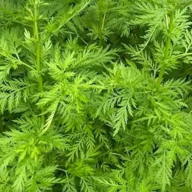 les-semences-de-l-ombelle-armoise-annuelle-graines-bio-aromatique image 1
