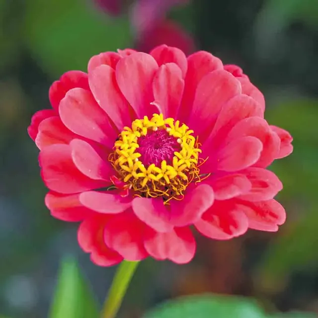 ferme-de-sainte-marthe-zinnia-elegans-double-vari-graines-fleurs image 1