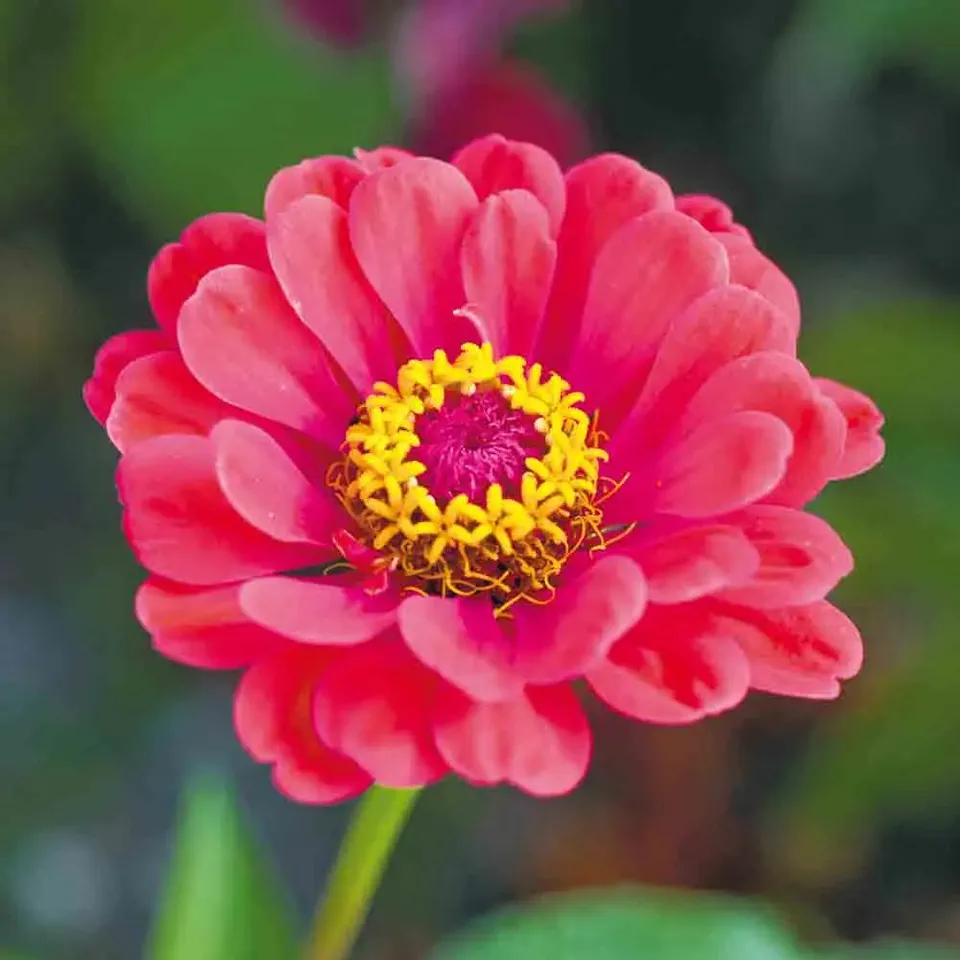 ferme-de-sainte-marthe-zinnia-elegans-double-vari-graines-fleurs image 1