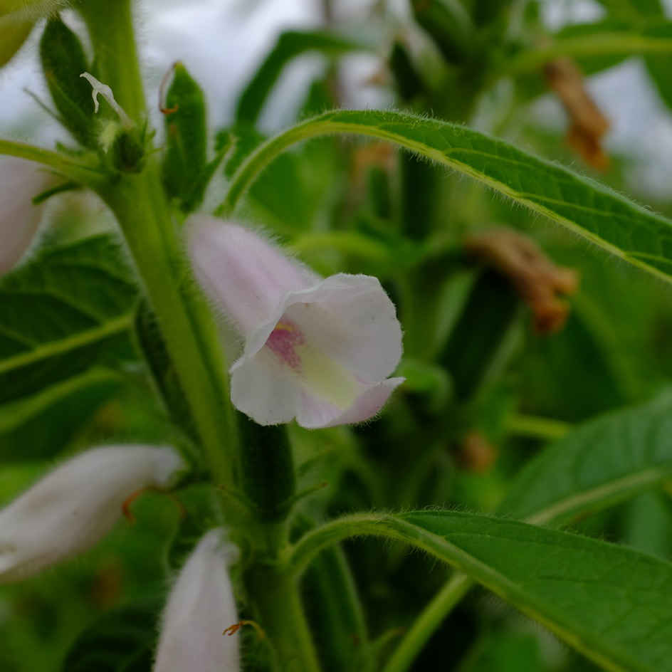 la-bo-te-graines-s-same-noir-graines-l-gumes-bio-gomasio image 3