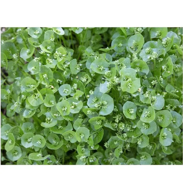 graines-bocquet-pourpier-d-hiver-claytonia-graines-potag-res-0-5-g image 1