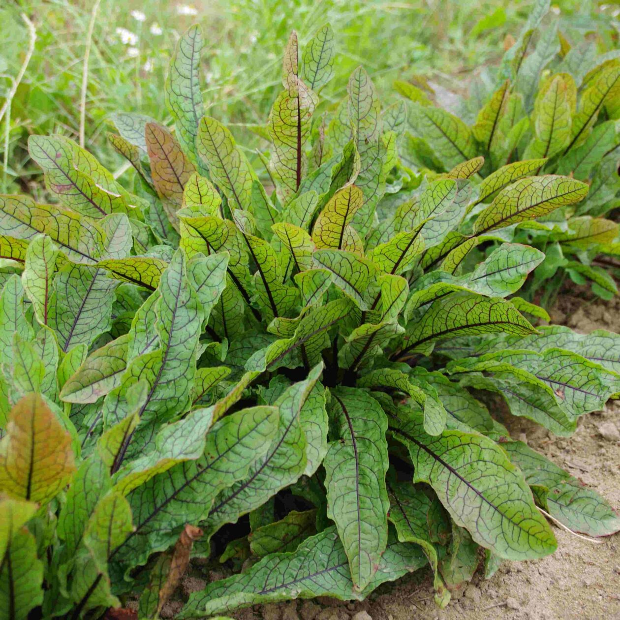 les-semences-de-l-ombelle-oseille-sanguine-graines-bio-vivace image 2