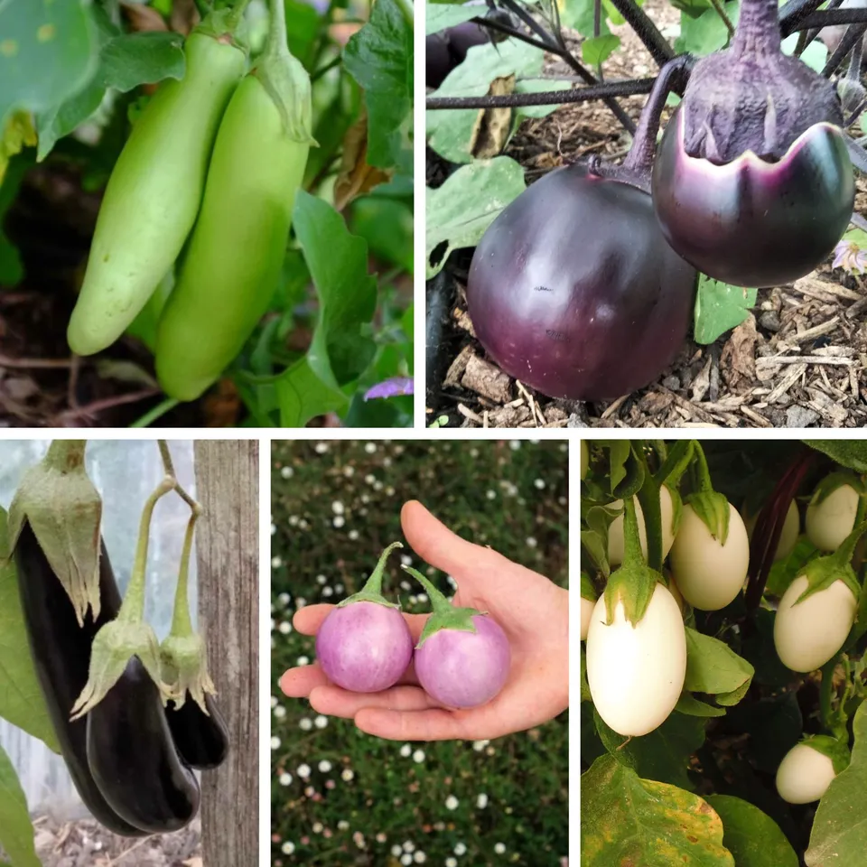 la-bo-te-graines-m-lange-graines-aubergines-bio-couleur image 1