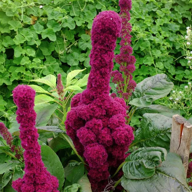 la-bo-te-graines-amarante-t-te-d-l-phant-graines-l-gumes-bio image 1