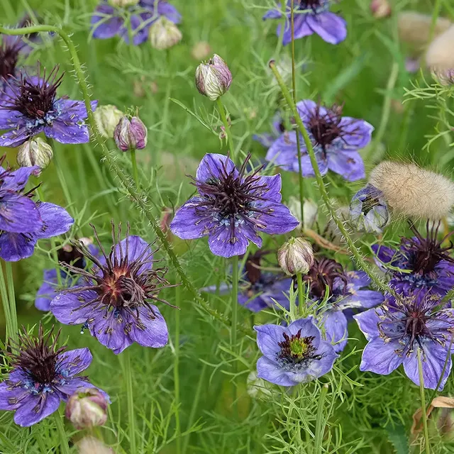ferme-de-sainte-marthe-nigelle-d-espagne-bleue-graines-bio-60-cm image 1